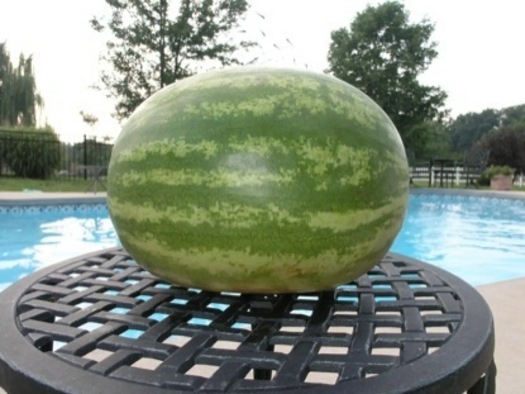 Will It Float: Watermelon